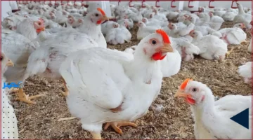 سعر الفراخ اليوم.. تعرف على تحديثات أسعار كيلو الفراخ البيضاء والبانيه وكرتونة البيض في بورصة الدواجن الثلاثاء